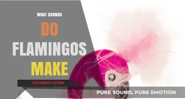 Unveiling the Unique Vocalizations: What Sounds Do Flamingos Make?