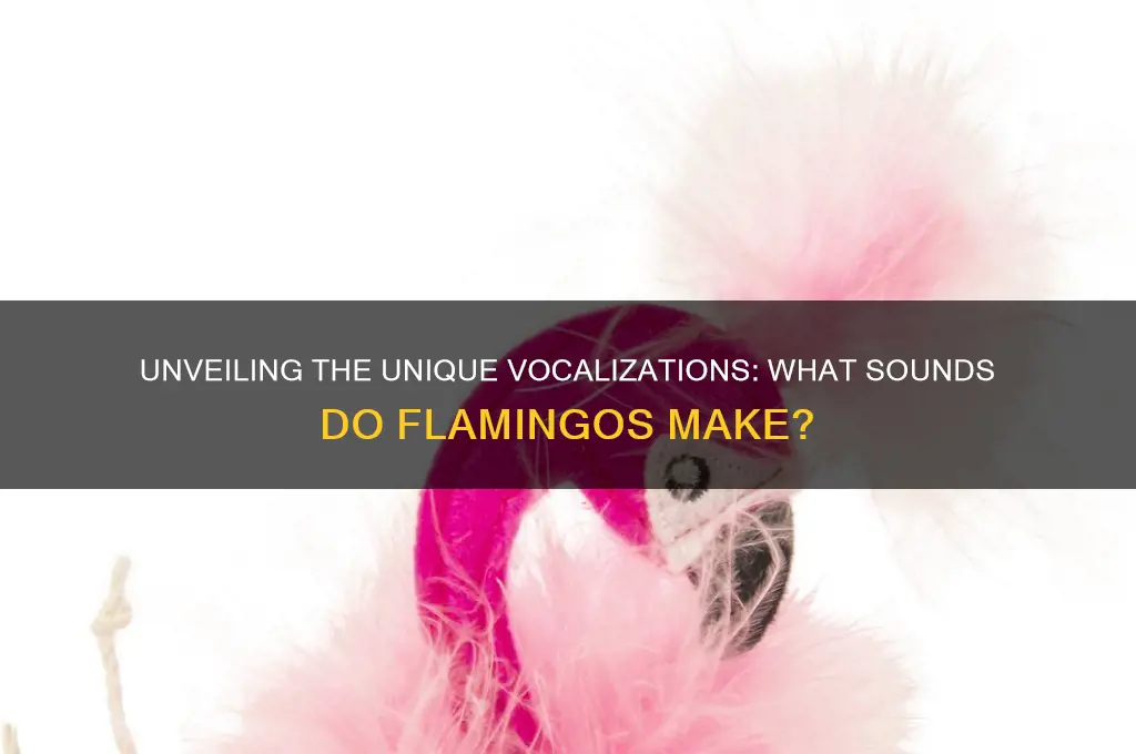 what sounds do flamingos make