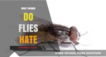 Buzz Off: Discover the Sounds That Repel Annoying Flies Instantly