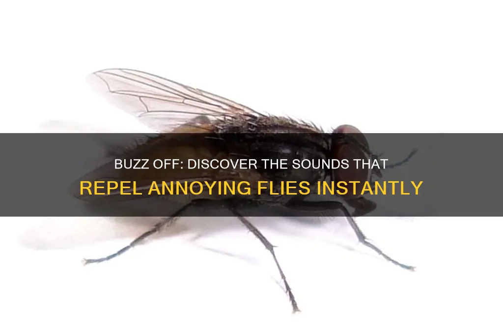 what sounds do flies hate