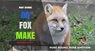 Unveiling the Unique Vocalizations: What Sounds Do Foxes Make?