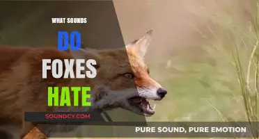 Unwanted Noises: Sounds That Drive Foxes Away and Why They Hate Them