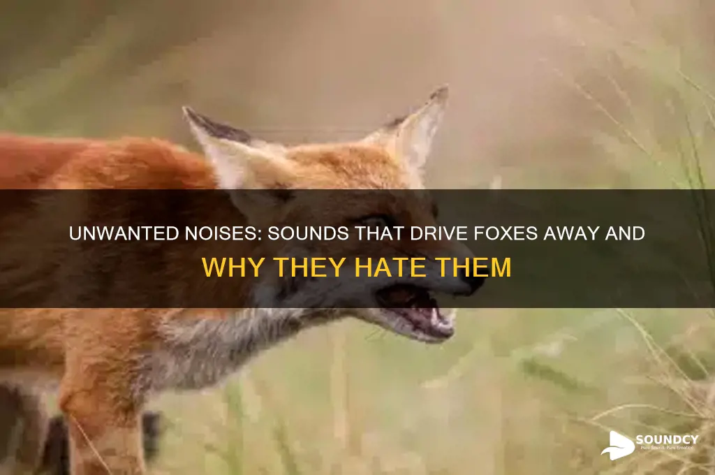 what sounds do foxes hate