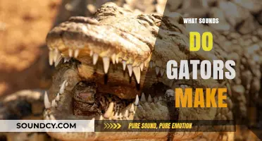 Unveiling the Mysterious Sounds of Alligators: A Comprehensive Guide