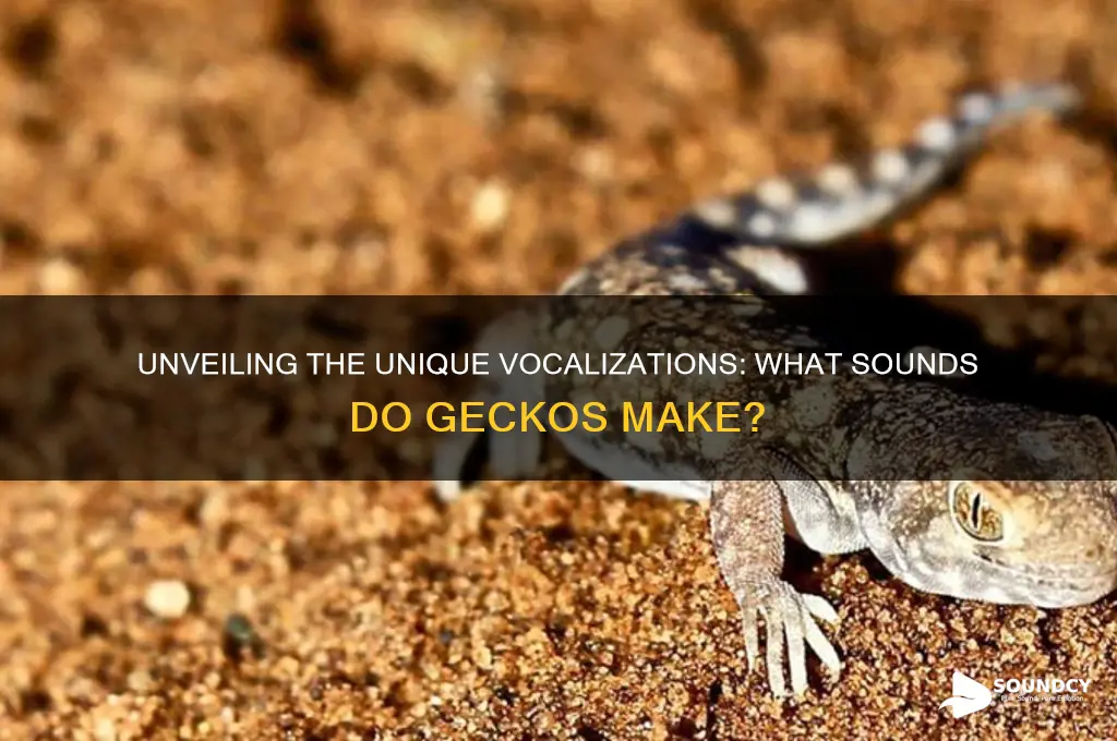 what sounds do geckos make
