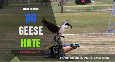 Unwanted Noises: Discovering Sounds That Geese Despise and Avoid