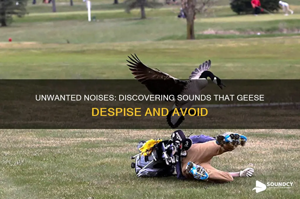 what sounds do geese hate