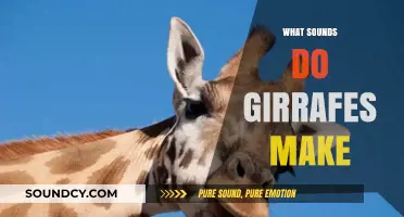 Unveiling the Silent Giants: Exploring the Subtle Sounds of Giraffes
