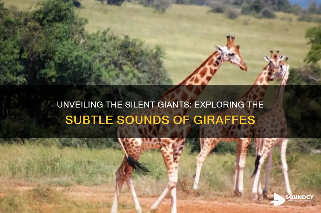 what sounds do girrafes make