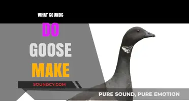 Honks and Calls: Decoding the Vocalizations of Geese in Nature