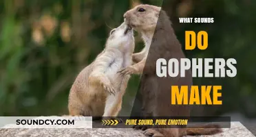 Uncovering the Unique Vocalizations: What Sounds Do Gophers Make?