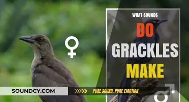 Unraveling the Unique Vocalizations: What Sounds Do Grackles Make?