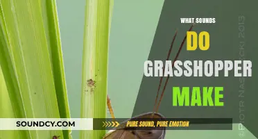 Unveiling the Unique Sounds Grasshoppers Create in Nature