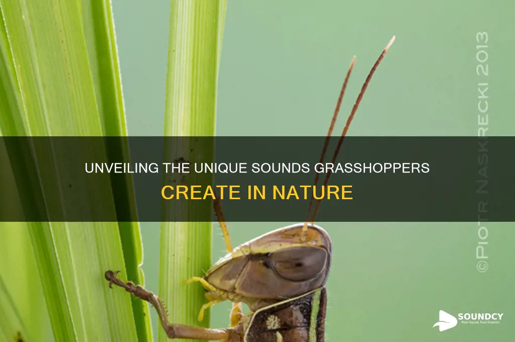 what sounds do grasshoppers make