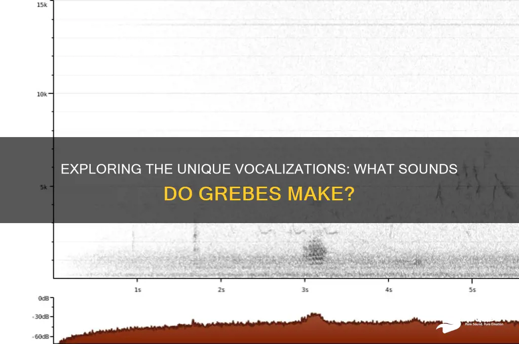 what sounds do grebes make