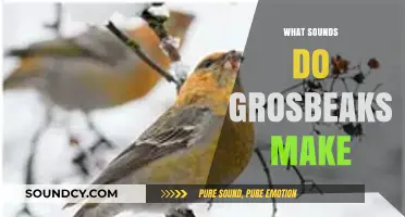 Discover the Unique Songs and Calls of Grosbeaks in Nature