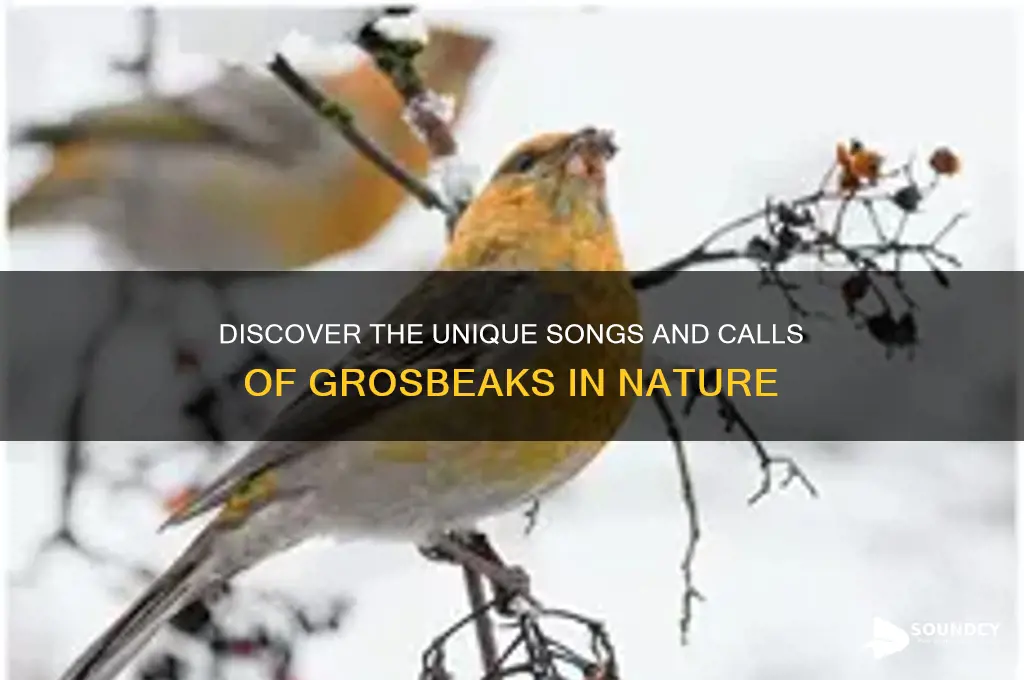 what sounds do grosbeaks make