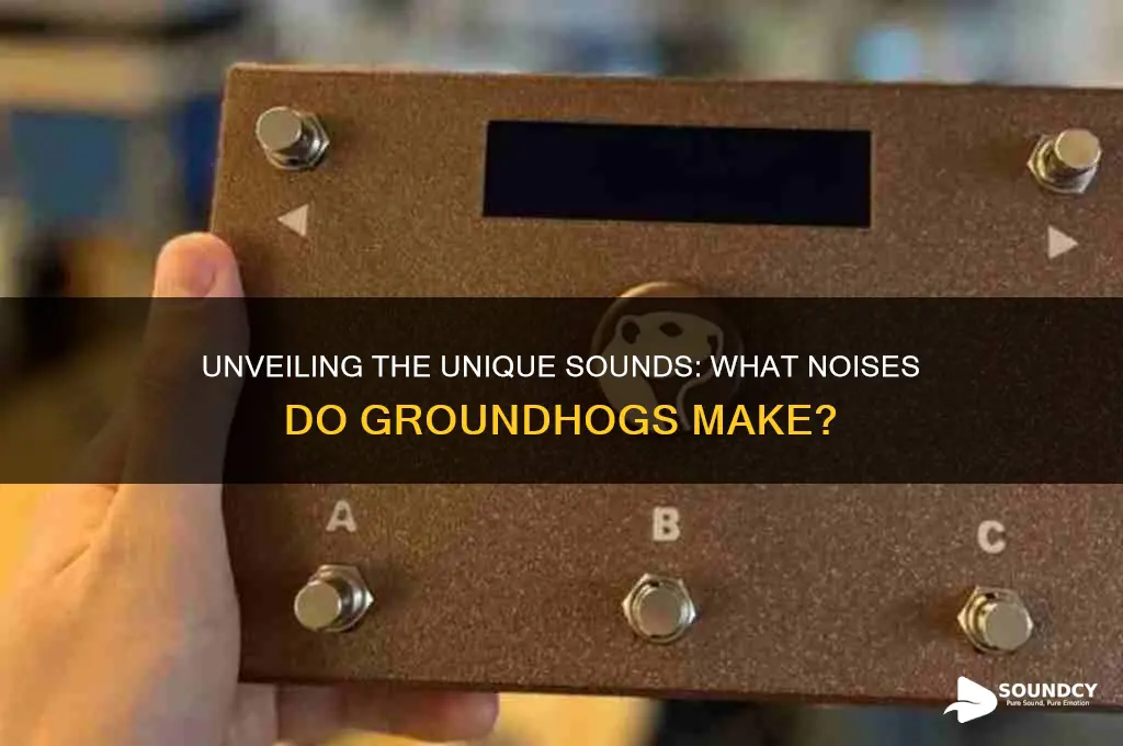 what sounds do groundhogs makke