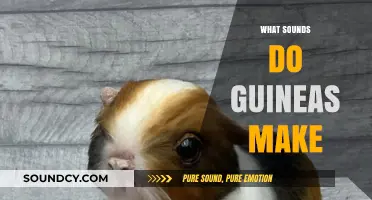 Understanding the Unique Sounds and Vocalizations of Guinea Pigs