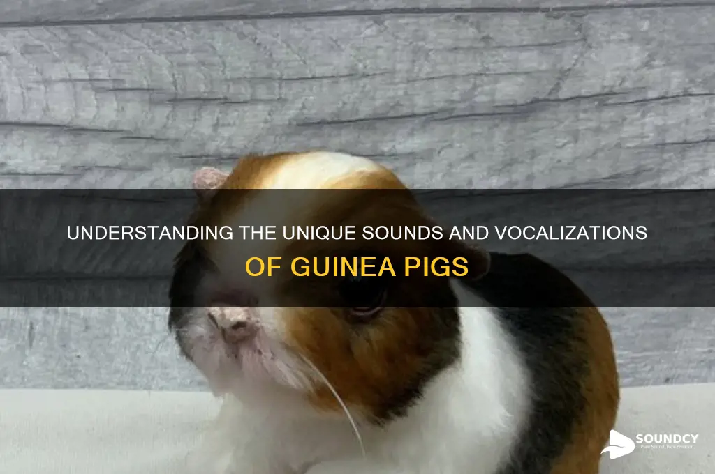 what sounds do guineas make