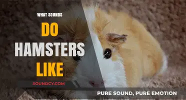 Hamster-Approved Sounds: What Noises Do Hamsters Enjoy Most?