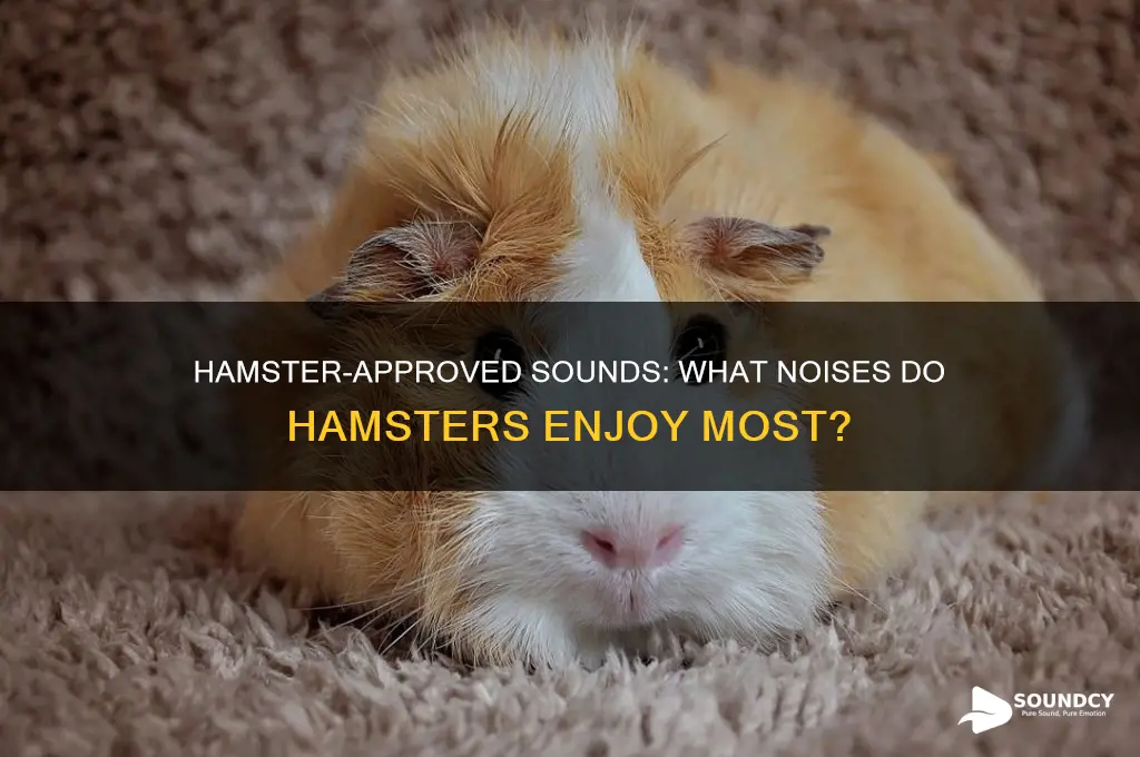 what sounds do hamsters like