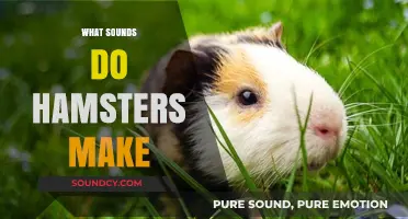 Understanding Hamster Noises: A Guide to Their Unique Sounds and Meanings