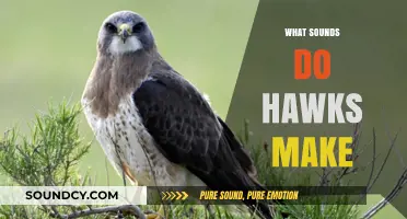 Unveiling the Unique Calls and Sounds of Hawks in the Wild