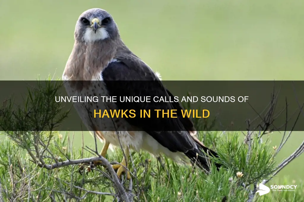 what sounds do hawks make