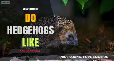 Discovering the Sounds That Delight Hedgehogs: A Comprehensive Guide