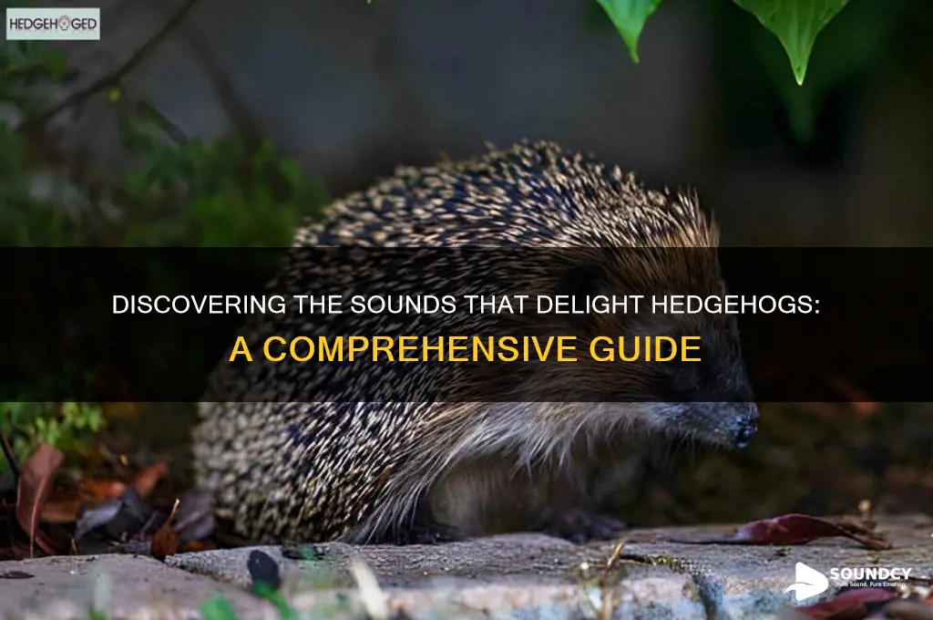 what sounds do hedgehogs like