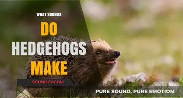 Discover the Unique Sounds Hedgehogs Make: A Comprehensive Guide