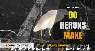 Unveiling the Unique Calls: What Sounds Do Herons Make?