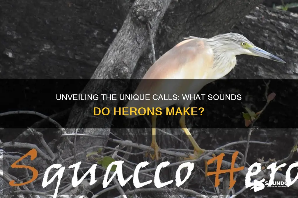 what sounds do herons make