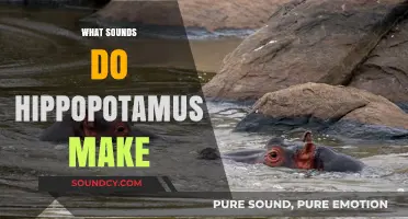 Unveiling the Unique Vocalizations: What Sounds Do Hippopotamuses Make?