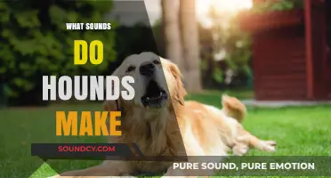 Understanding the Unique Vocalizations: What Sounds Do Hounds Make?