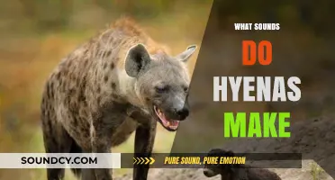 Unveiling the Unique Vocalizations: What Sounds Do Hyenas Make?