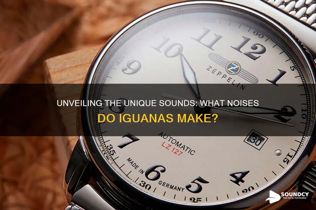 what sounds do iguanas make