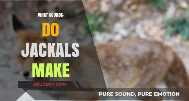 Unveiling the Eerie Calls: What Sounds Do Jackals Make?