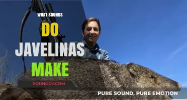 Unveiling the Unique Sounds of Javelinas: A Comprehensive Guide