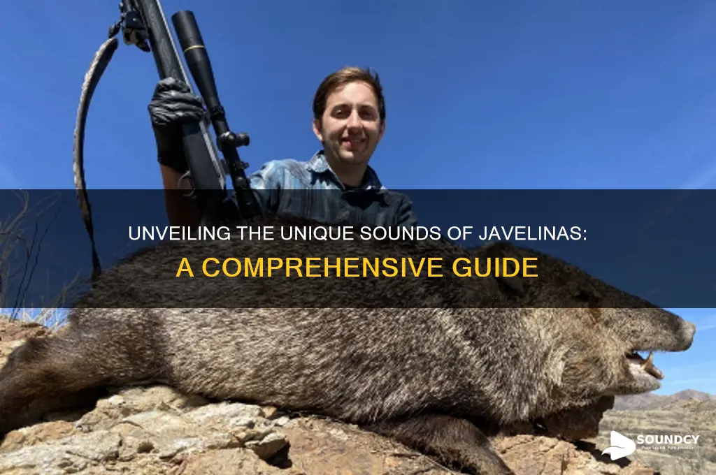 what sounds do javelinas make