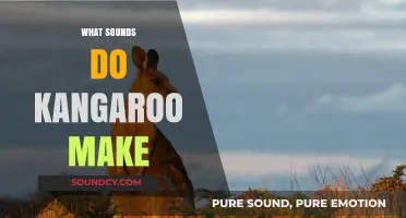 Unveiling the Unique Sounds Kangaroos Make in the Wild