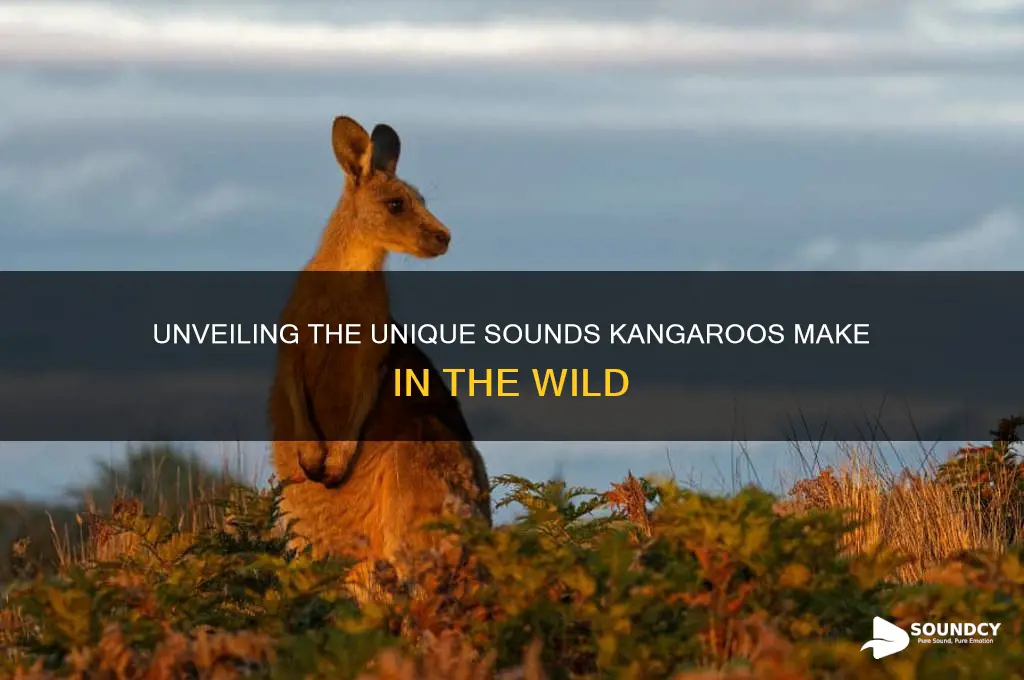 what sounds do kangaroo make