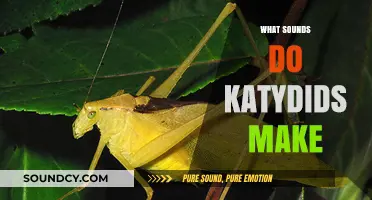 Unveiling the Unique Sounds of Katydids: A Comprehensive Guide