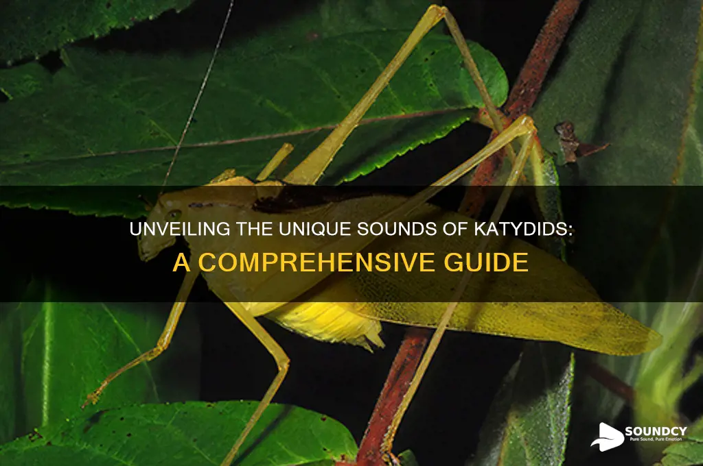 what sounds do katydids make
