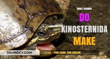Unveiling the Unique Sounds of Kinosternidae: A Turtle's Vocalizations Explored
