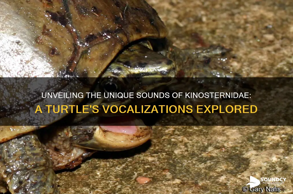 what sounds do kinosternidae make