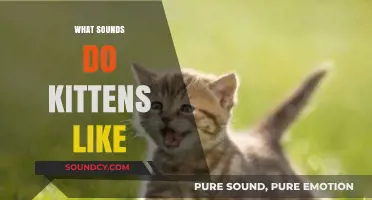Purr-fect Sounds: What Noises Do Kittens Love Most?