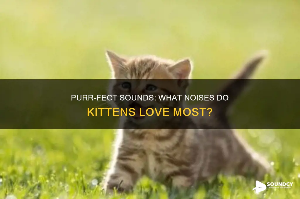 what sounds do kittens like
