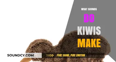 Unveiling the Unique Vocalizations: What Sounds Do Kiwis Make?